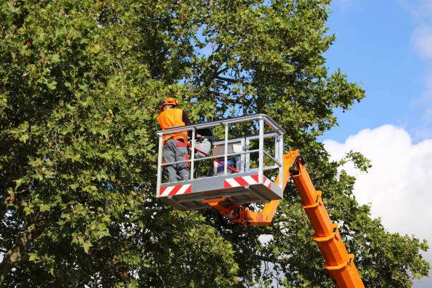 Best Tree Trimming and Pruning  in St Helena, CA