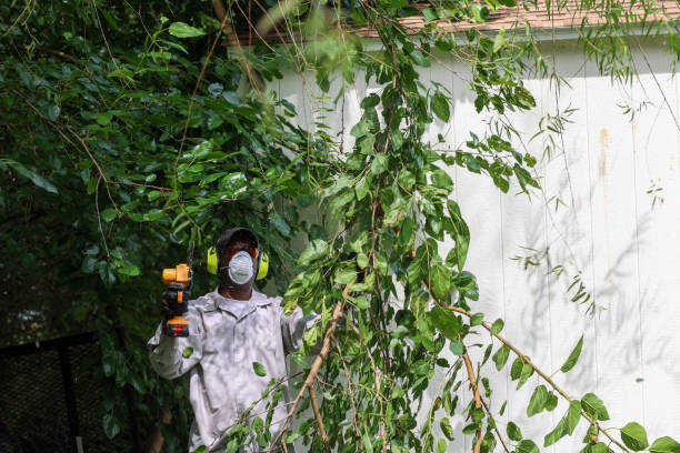 Best Commercial Tree Services  in St Helena, CA