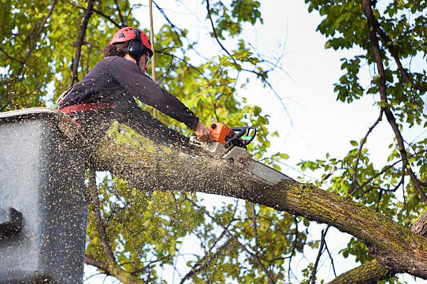 Best Hazardous Tree Removal  in St Helena, CA